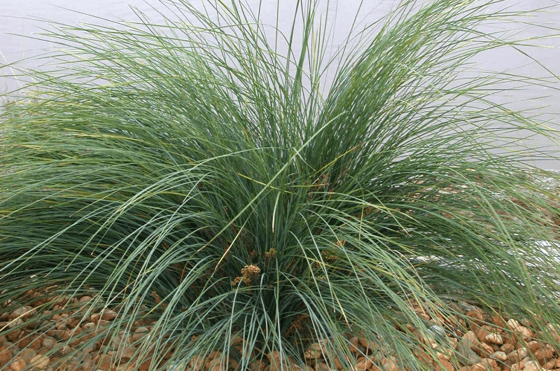 Lomandra-confertifolia
