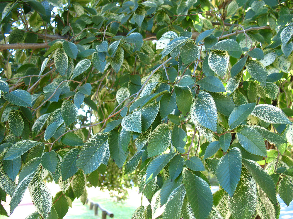 parvifolia01