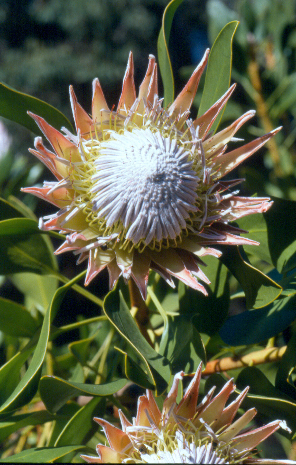 protea cynaroides