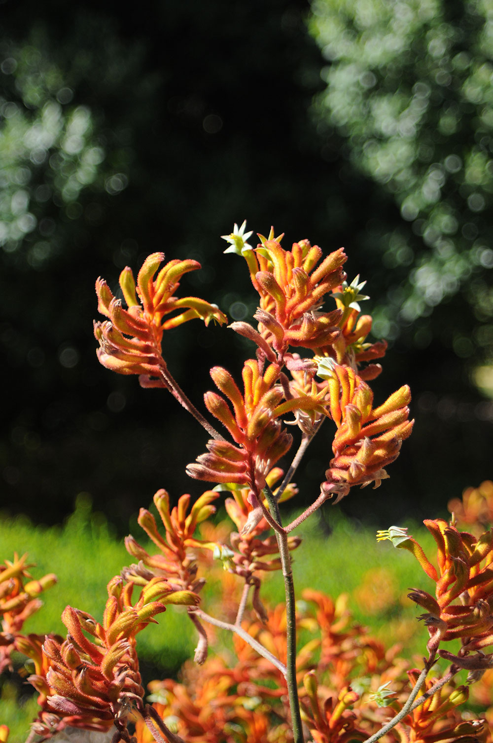 Anigozanthos Hybrid Large Cultivars