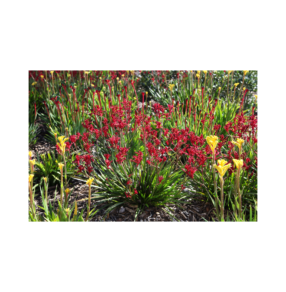 Kangaroo Paw - Anigozanthos plants in a garden bed